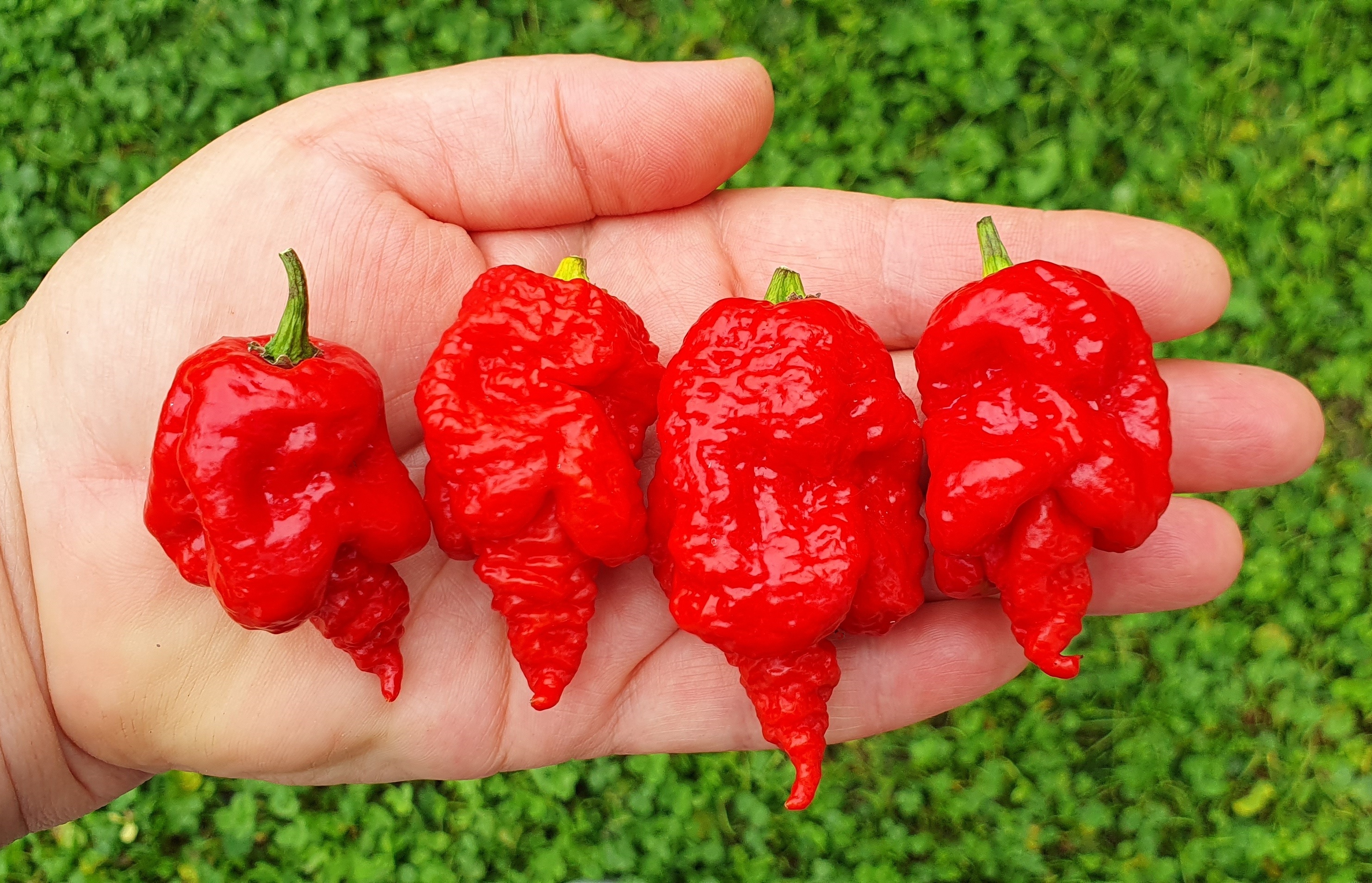 Hot Chilli Peppers: BIG RED MAMA Hot Chili Pepper